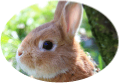 ウサギ